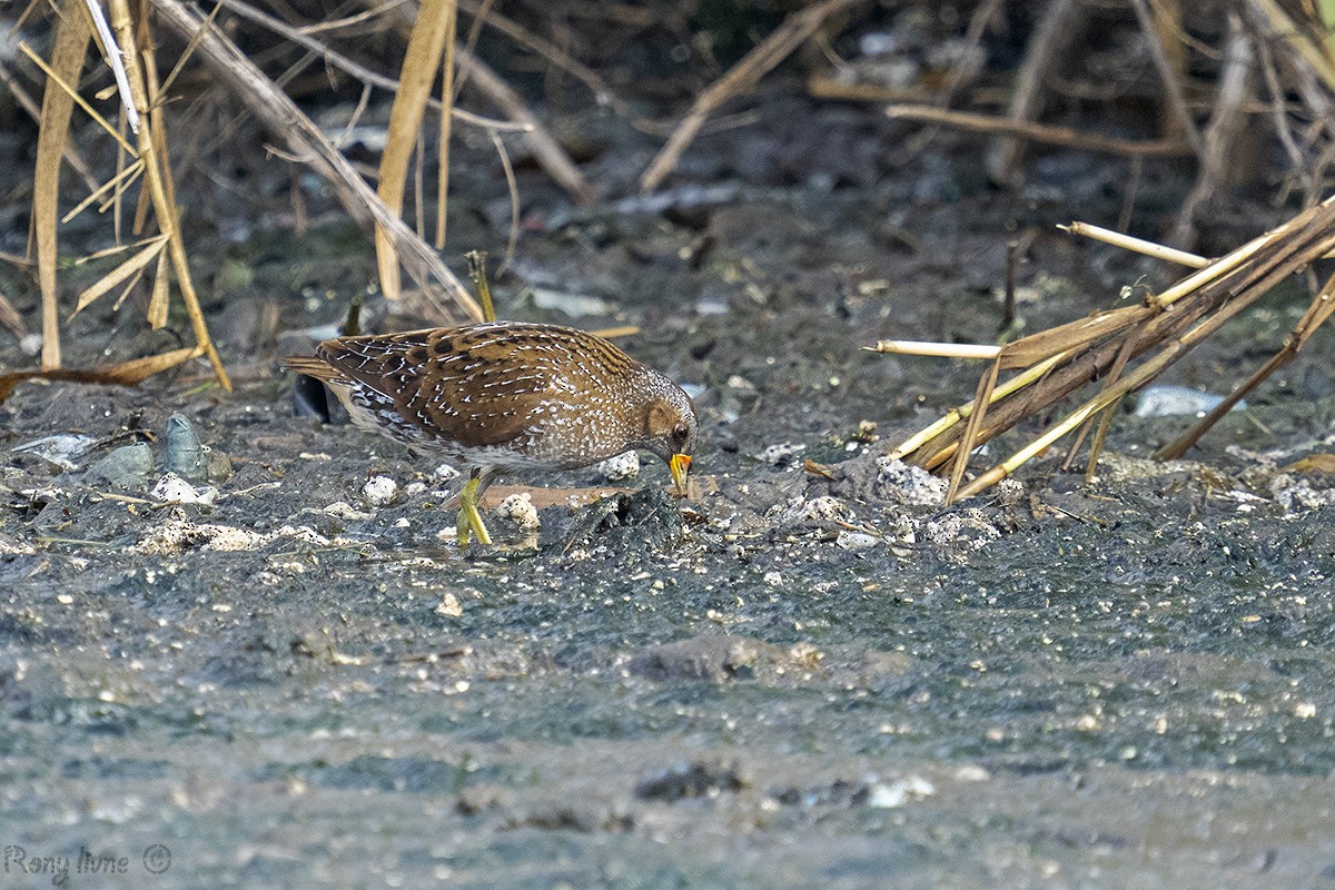 Spotted Crake - ML617481690
