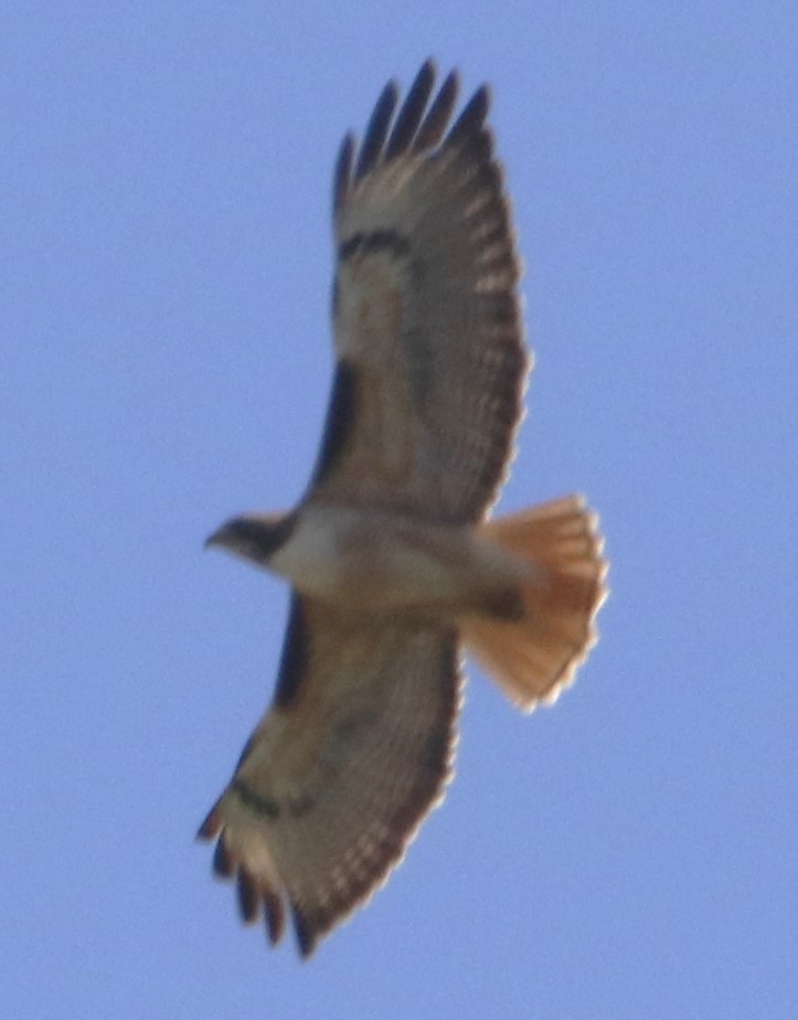 Red-tailed Hawk - Barry Spolter