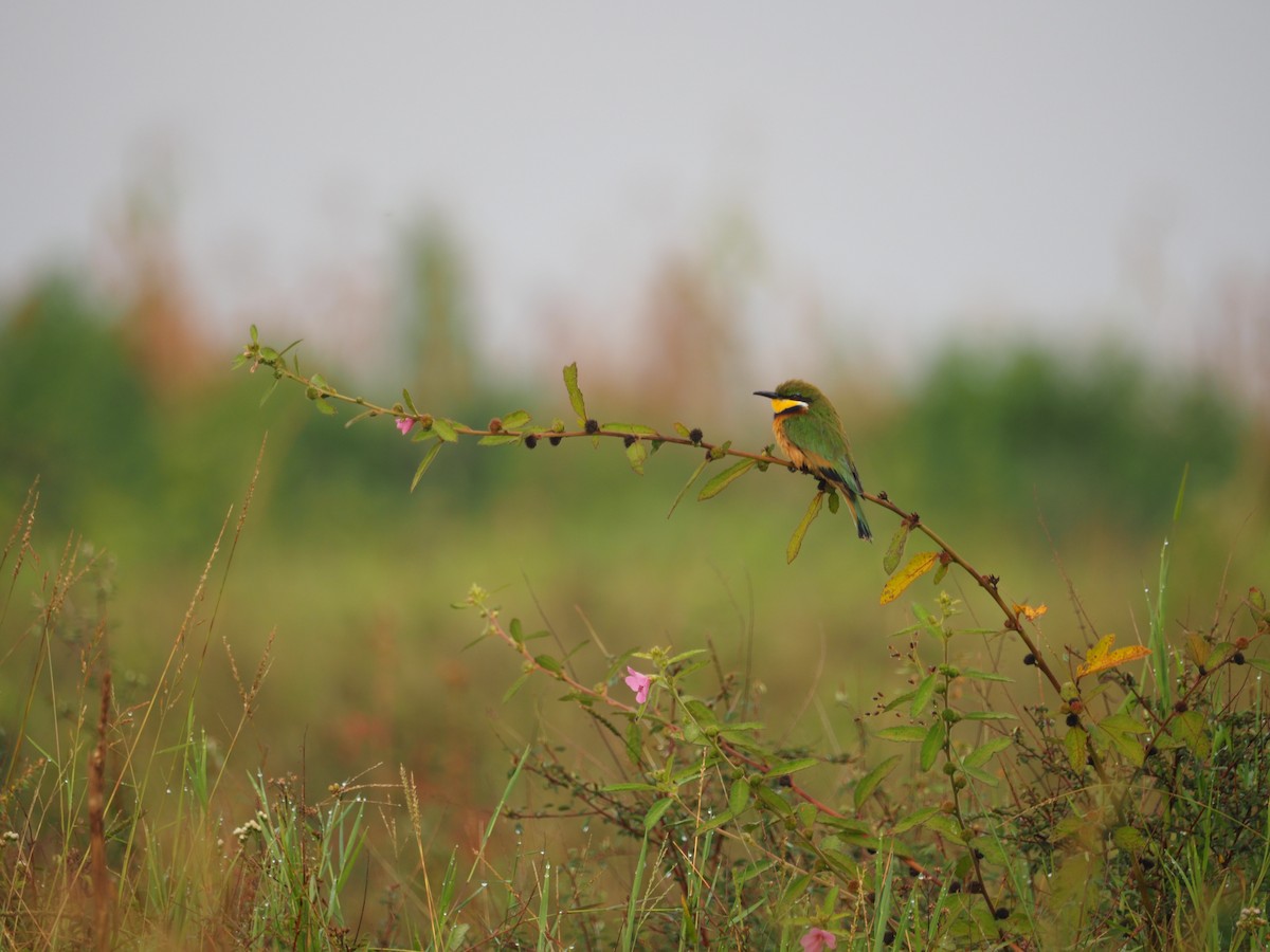 Blue-breasted Bee-eater - ML617481756