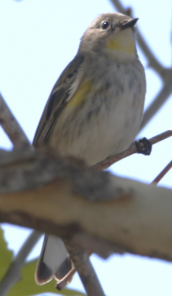 Yellow-rumped Warbler - Barry Spolter