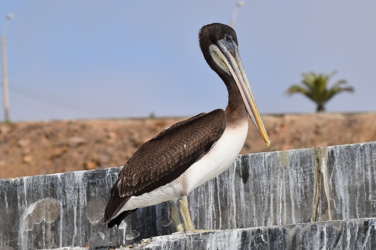 Peruvian Pelican - Alejandro Arana