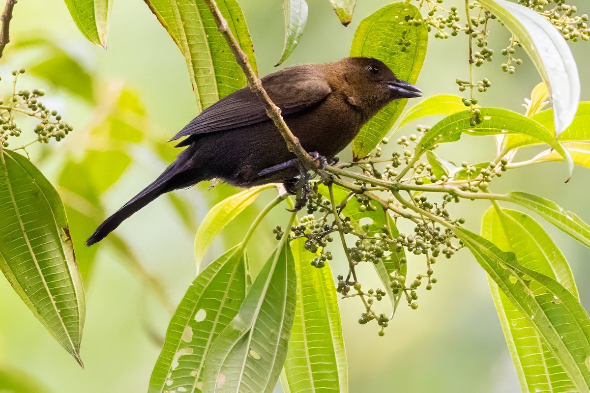 Tawny-crested Tanager - ML617481810