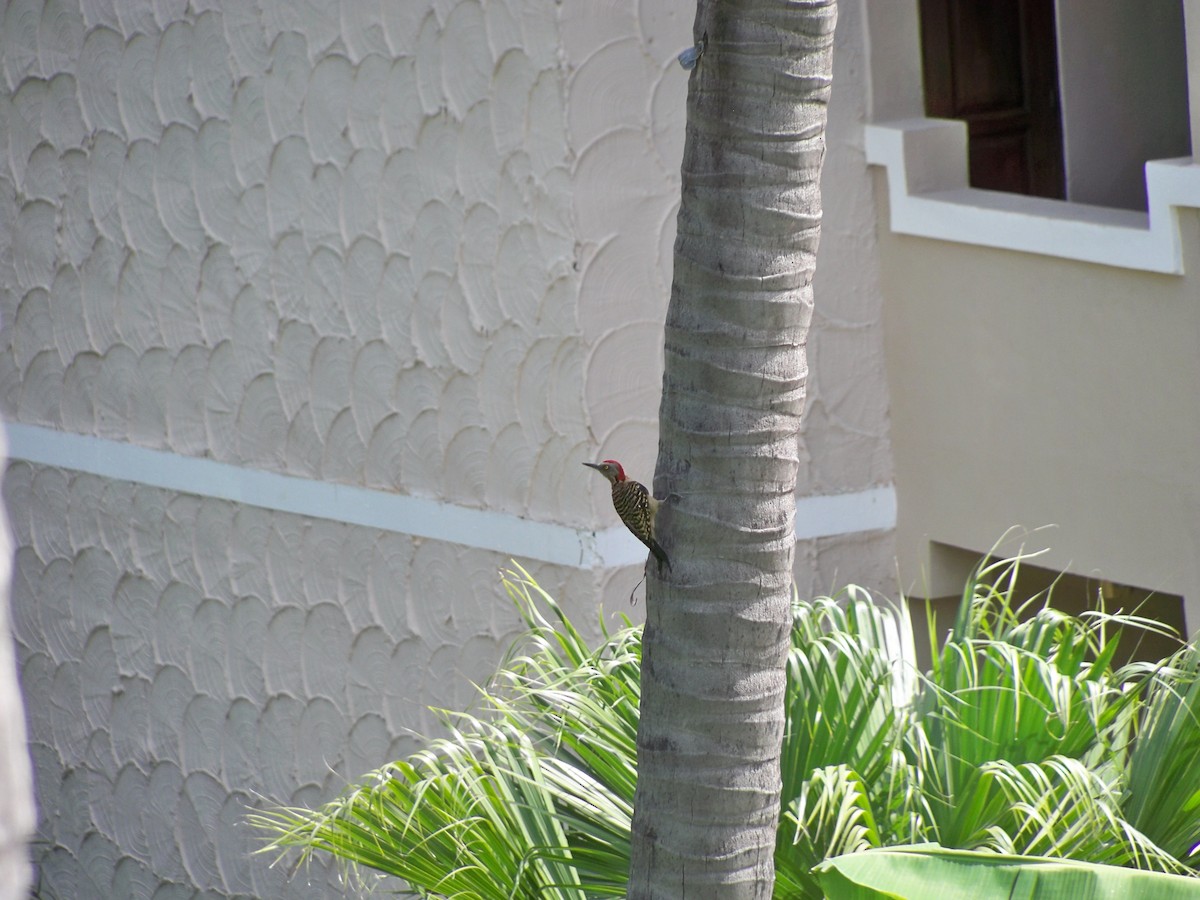 Hispaniolan Woodpecker - ML617481816