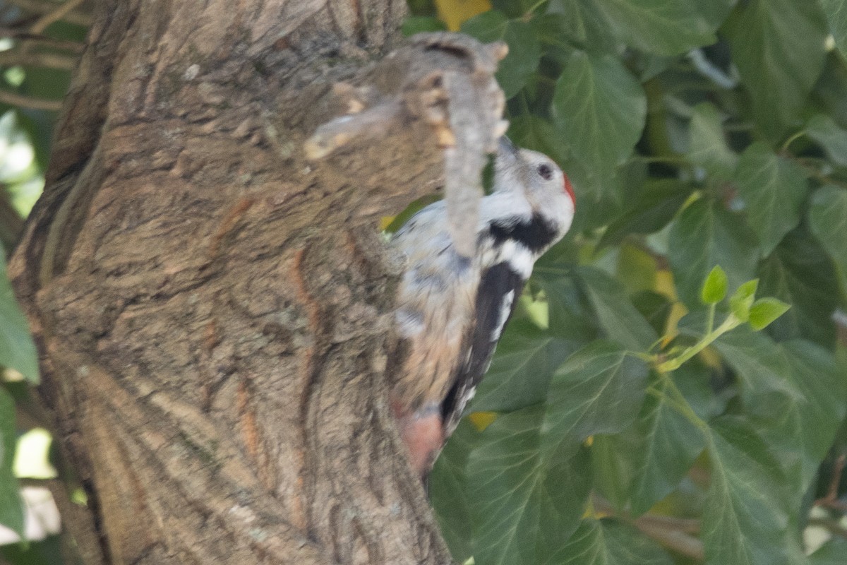 Middle Spotted Woodpecker - ML617481881
