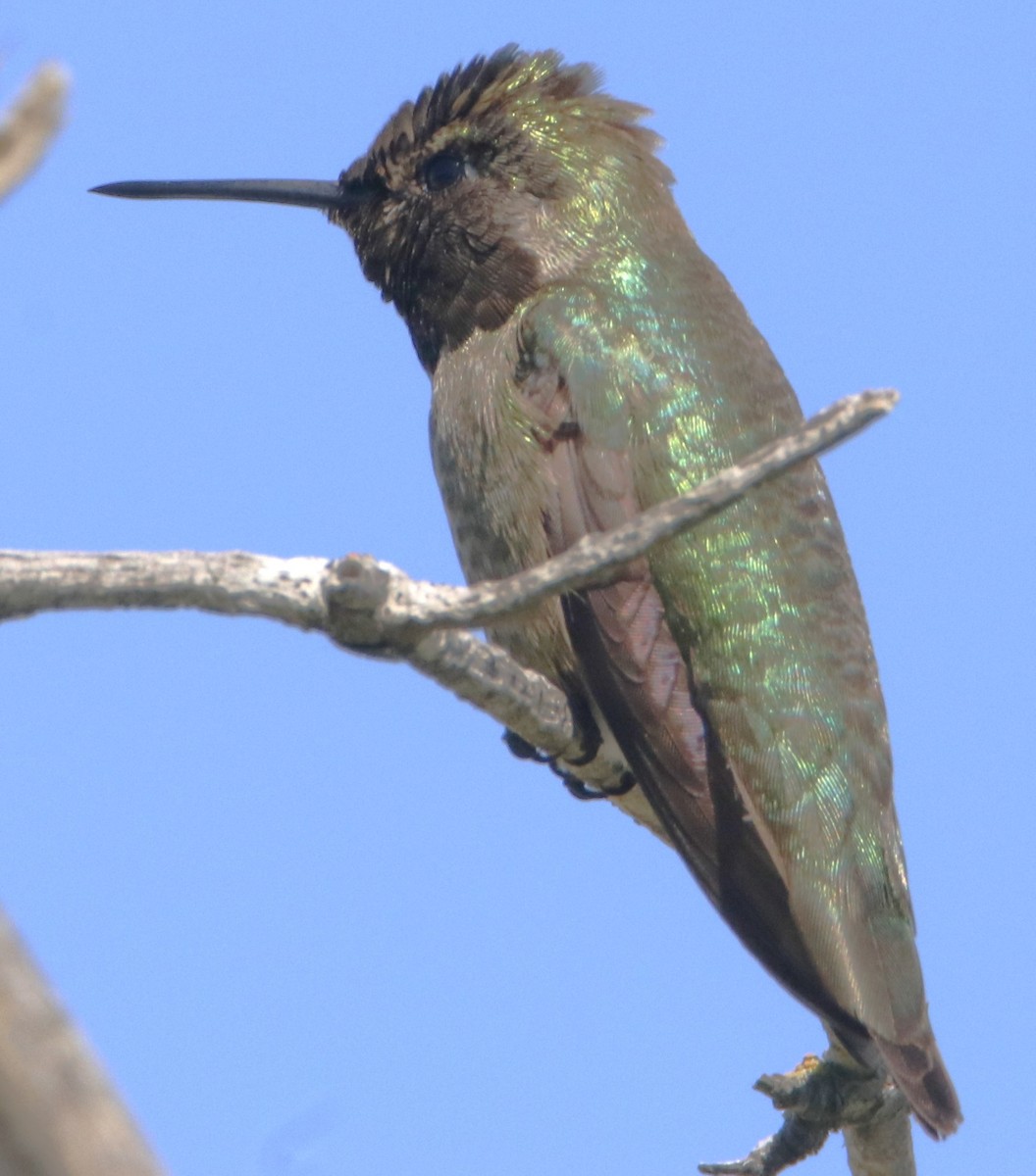 Anna's Hummingbird - ML617481884