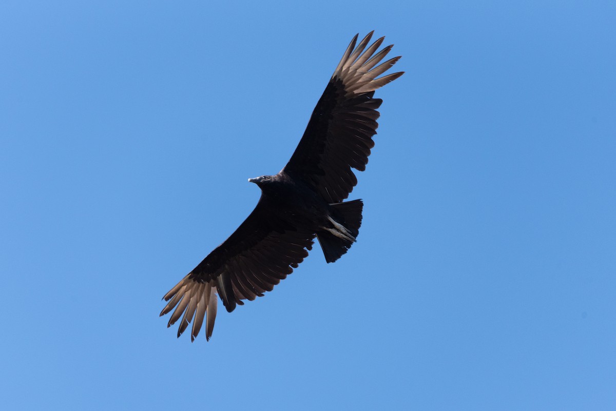 Black Vulture - ML617481902