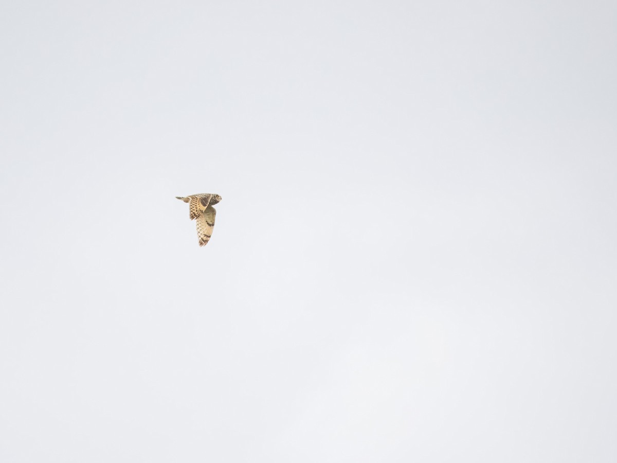 Short-eared Owl - ML617481999