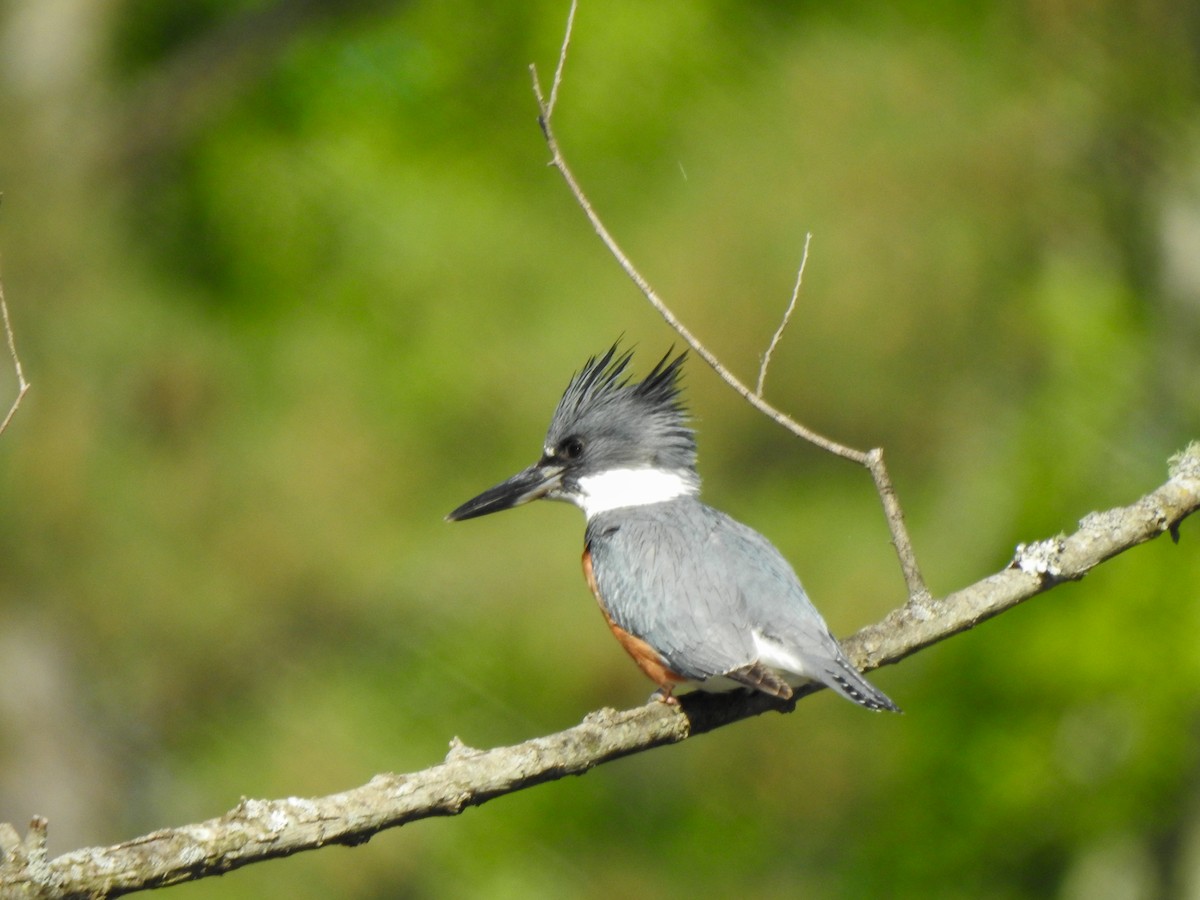 Belted Kingfisher - ML617482022