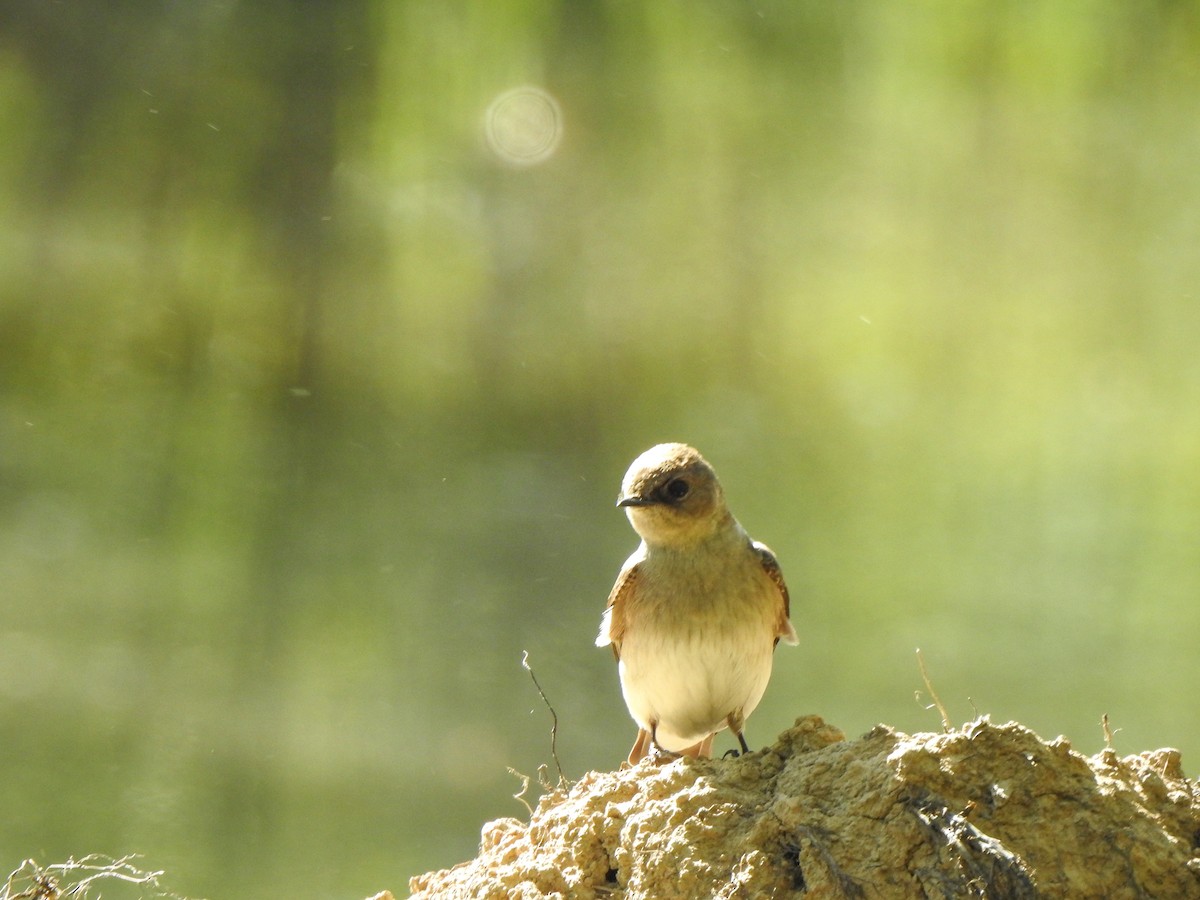 Northern Rough-winged Swallow - ML617482027