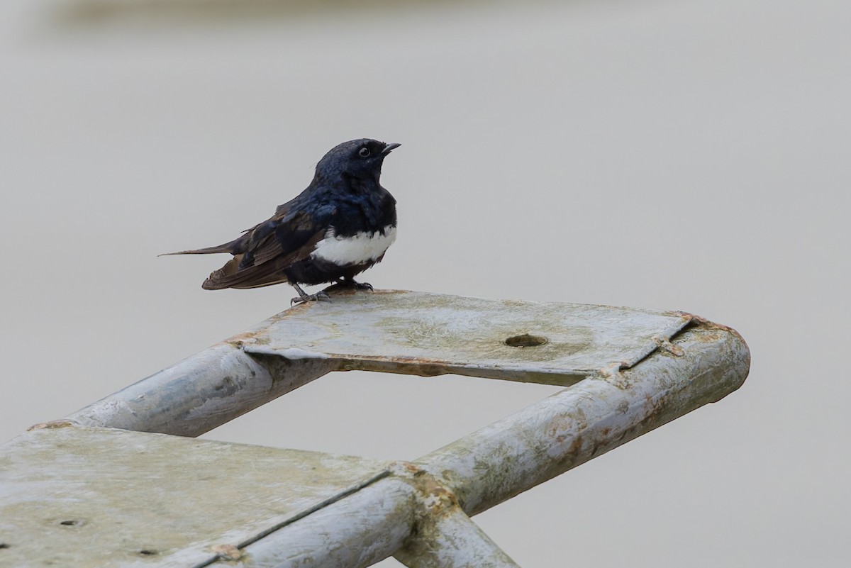 White-banded Swallow - ML617482041