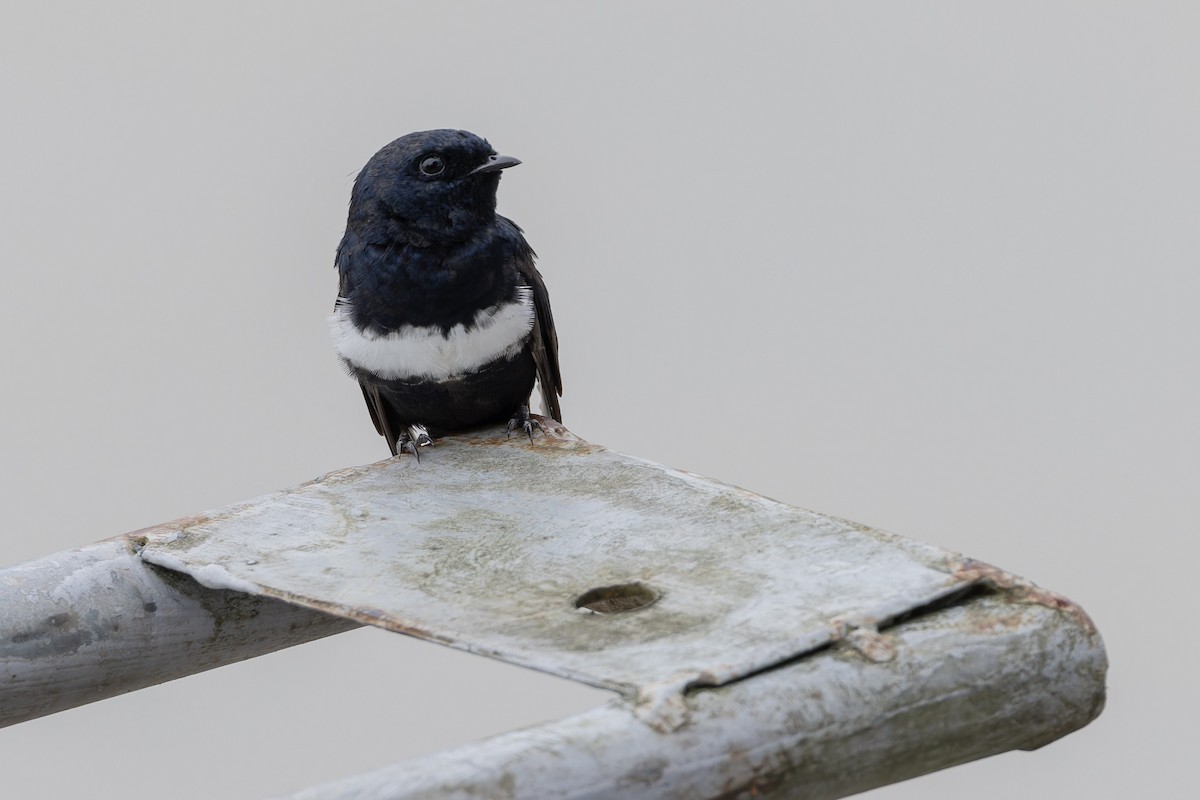 White-banded Swallow - Michael Todd