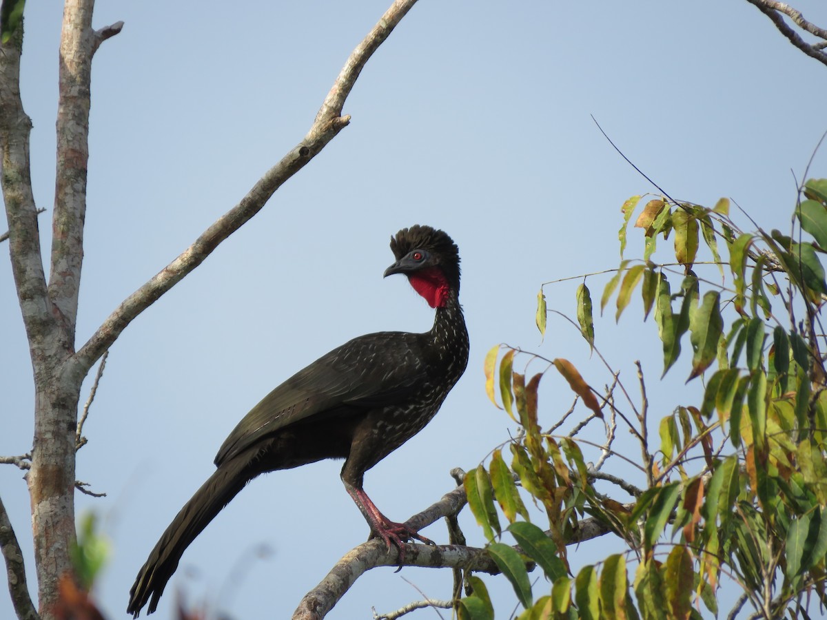 Crested Guan - ML617482044