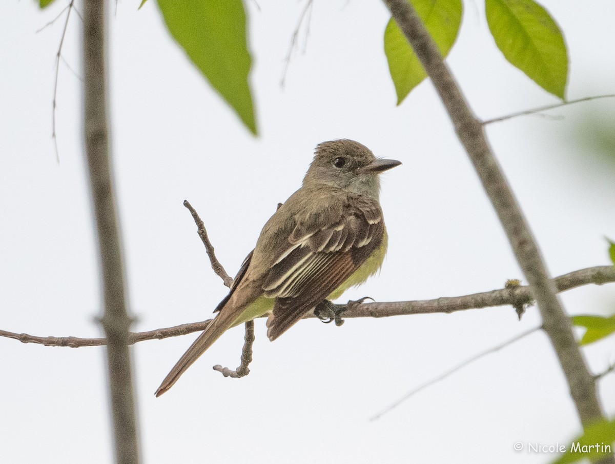 Great Crested Flycatcher - Nicole Martin