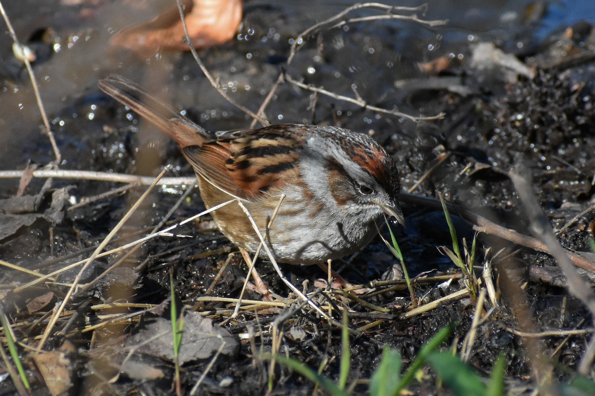 Swamp Sparrow - ML617482101
