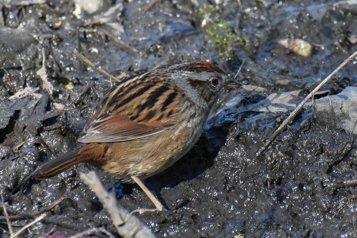 Swamp Sparrow - ML617482102