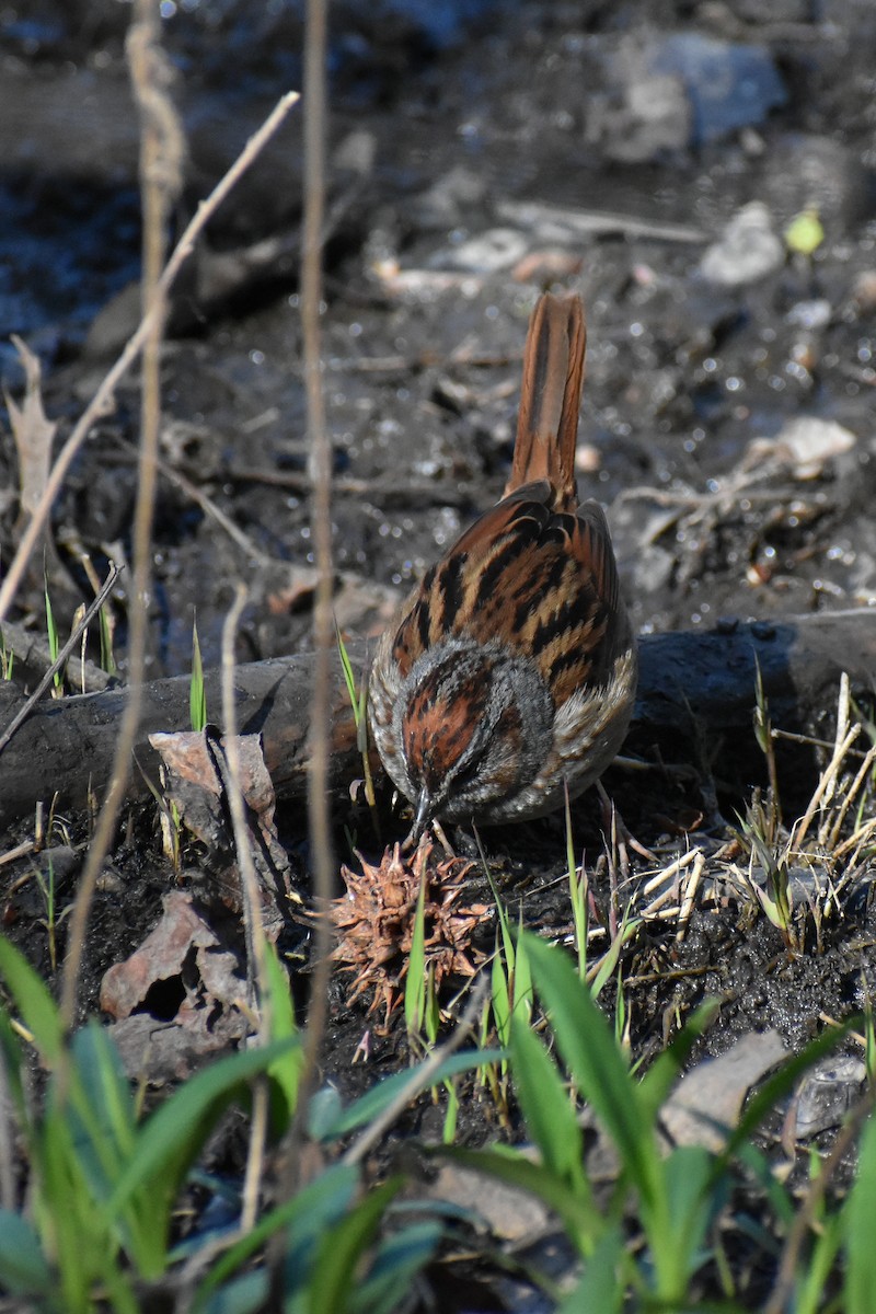 Swamp Sparrow - ML617482103