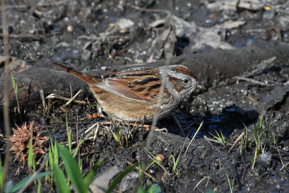 Swamp Sparrow - ML617482104