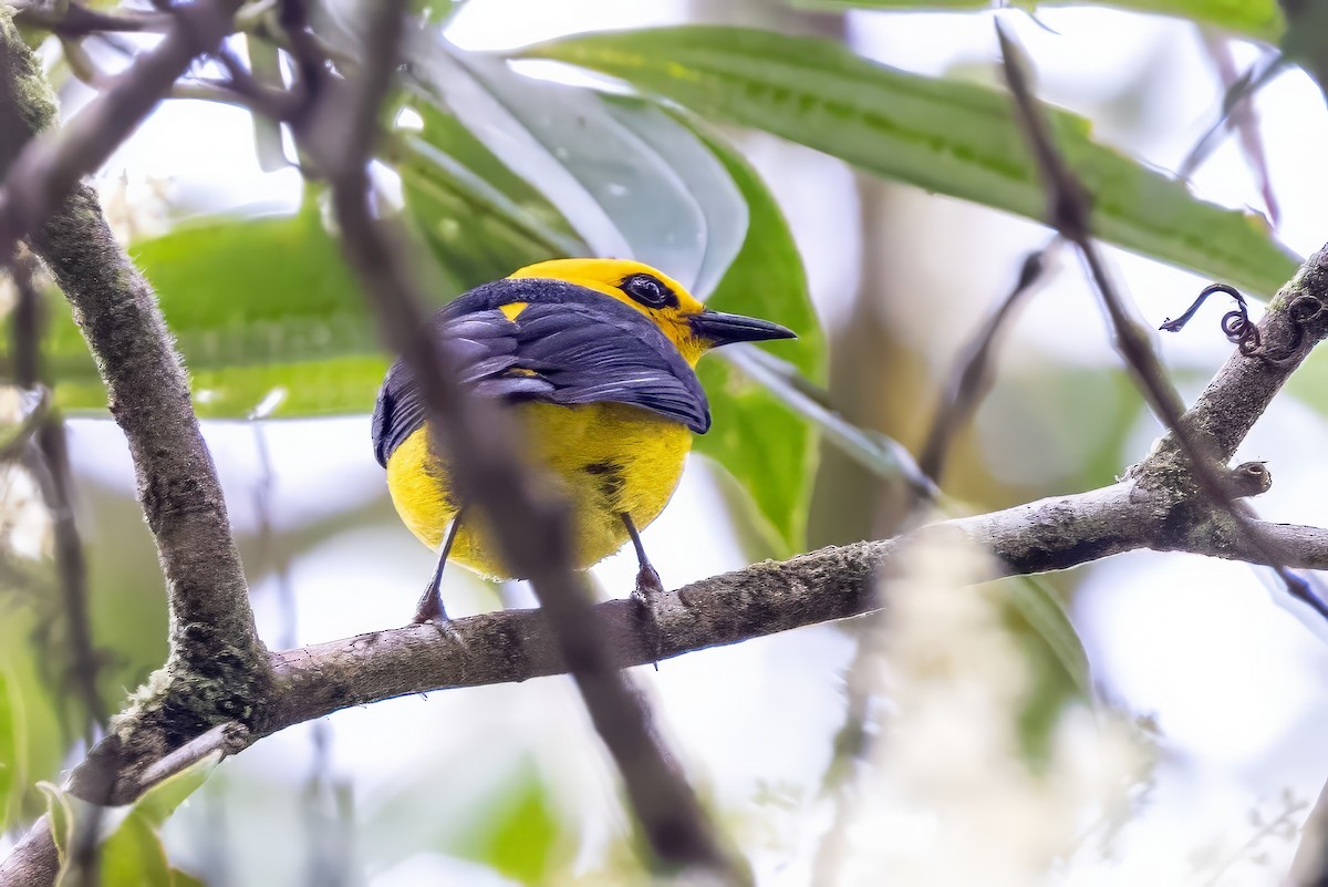 Black-and-yellow Tanager - Sandy & Bob Sipe
