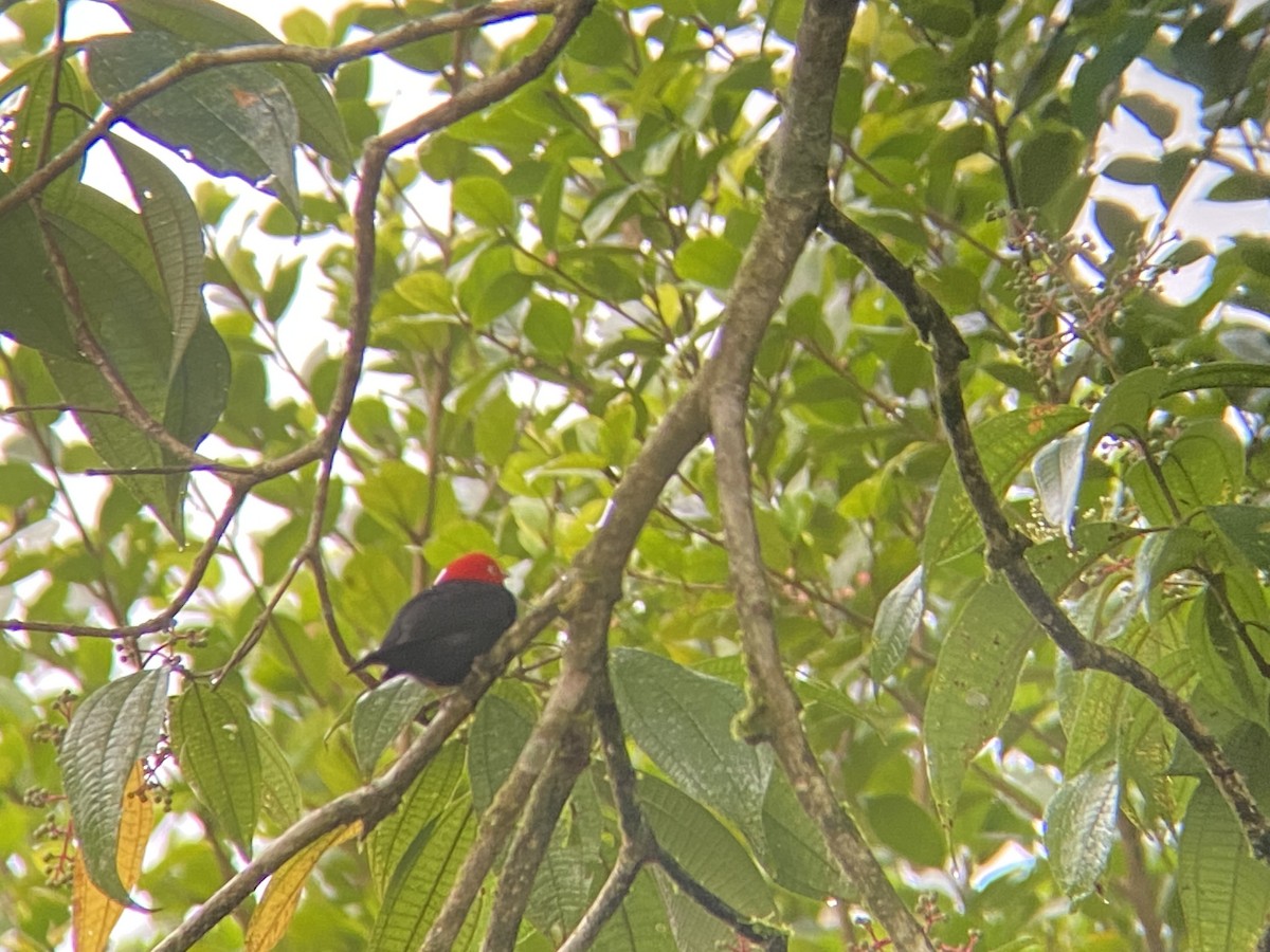 Red-capped Manakin - ML617482123
