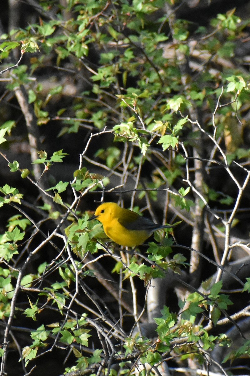Prothonotary Warbler - ML617482156
