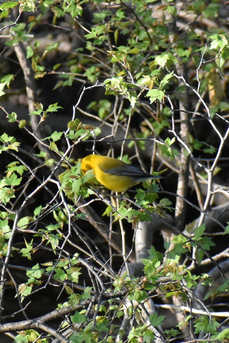 Prothonotary Warbler - ML617482157