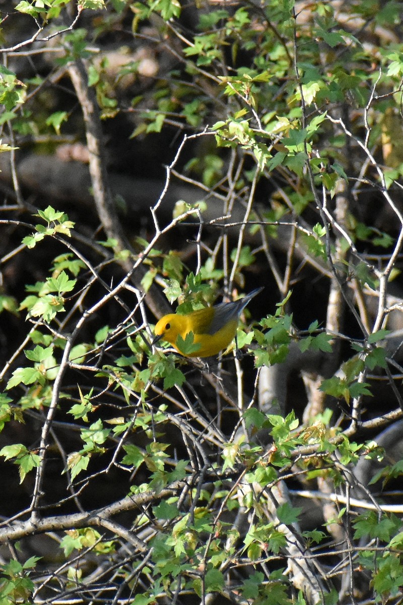 Prothonotary Warbler - ML617482158