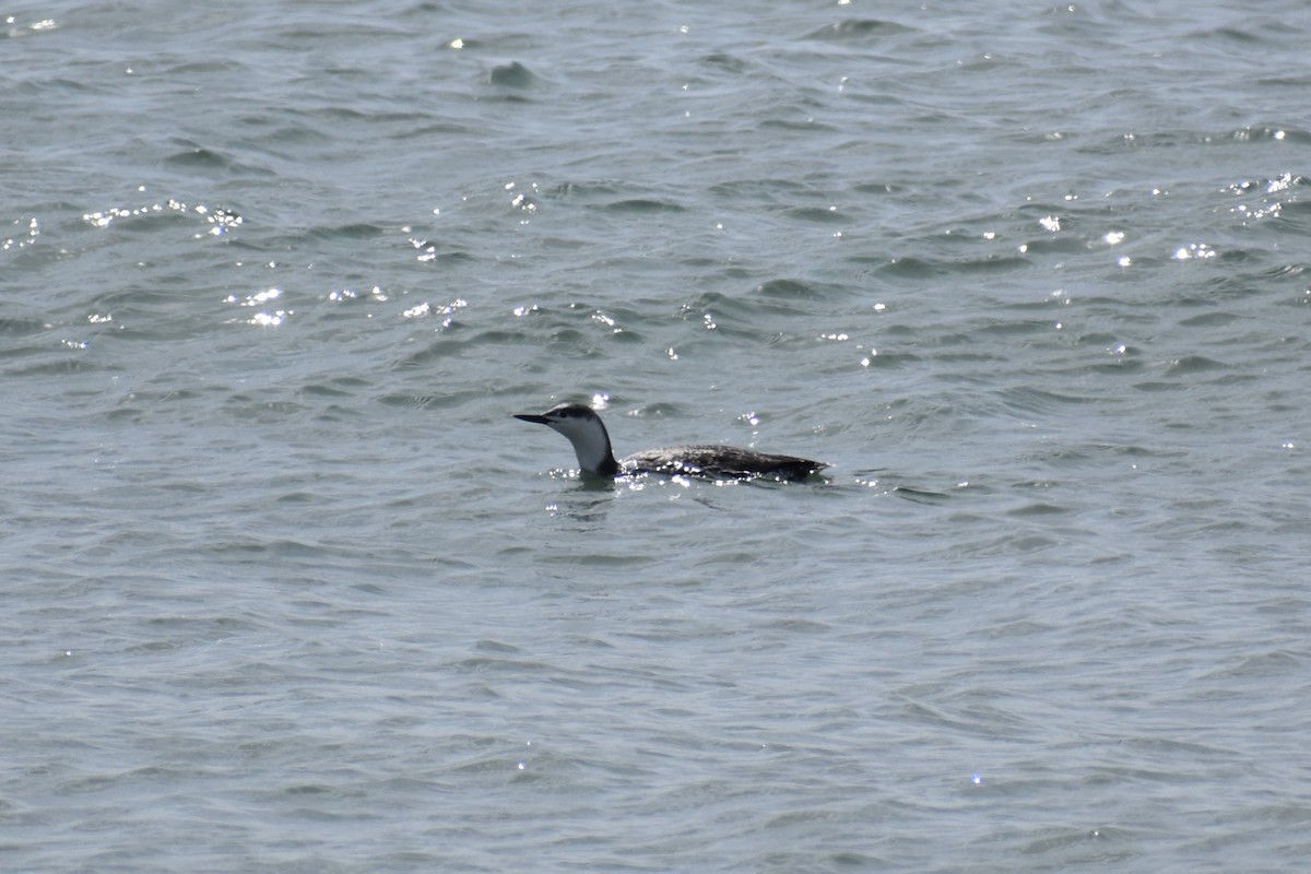 Red-throated Loon - ML617482350