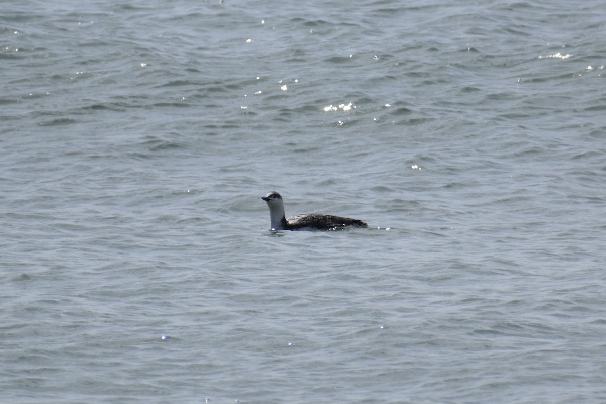 Red-throated Loon - ML617482351