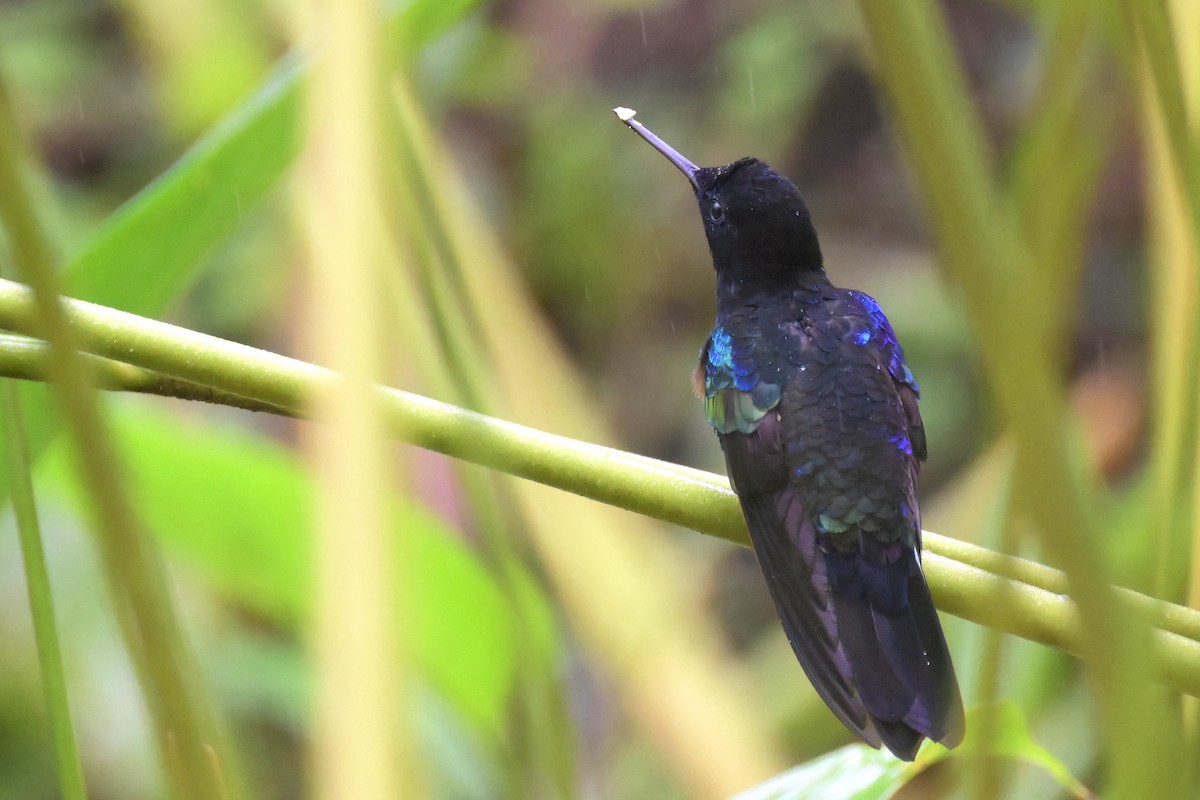 kolibřík hyacintový - ML617482384