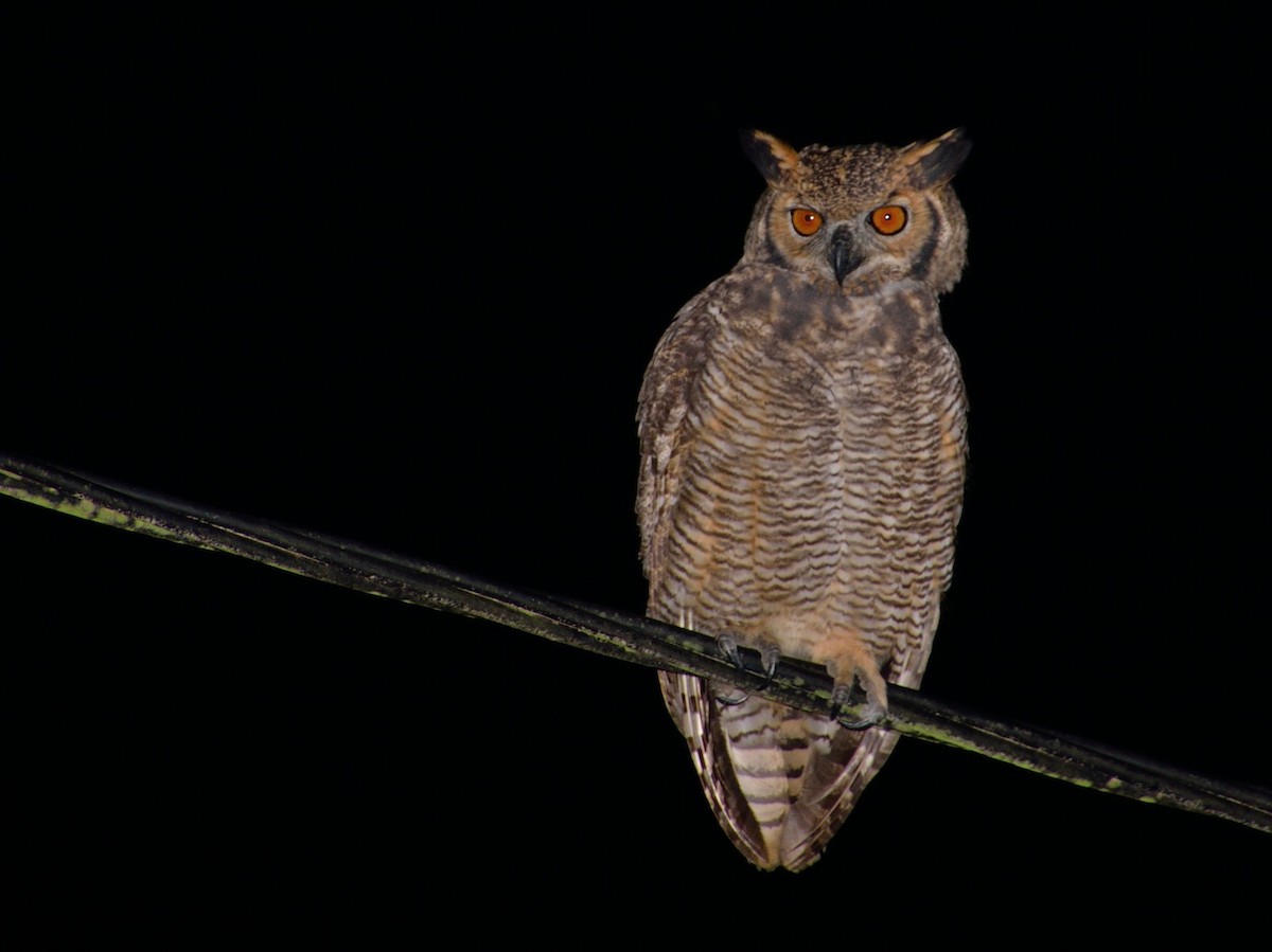 Great Horned Owl - ML617482523