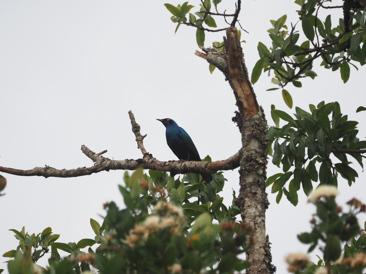 Bronze-tailed Starling - ML617482572