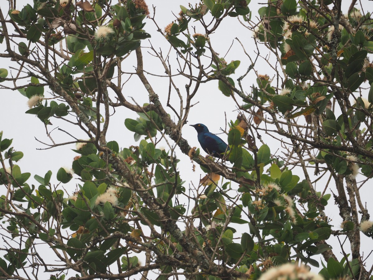 Bronze-tailed Starling - ML617482573