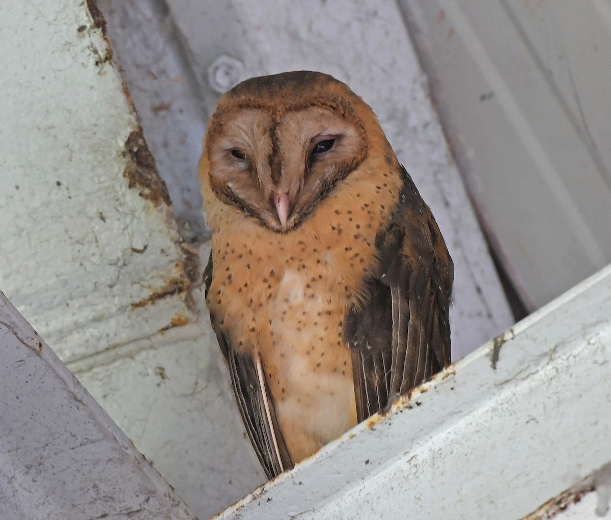 Barn Owl (Lesser Antilles) - Sharon Lynn