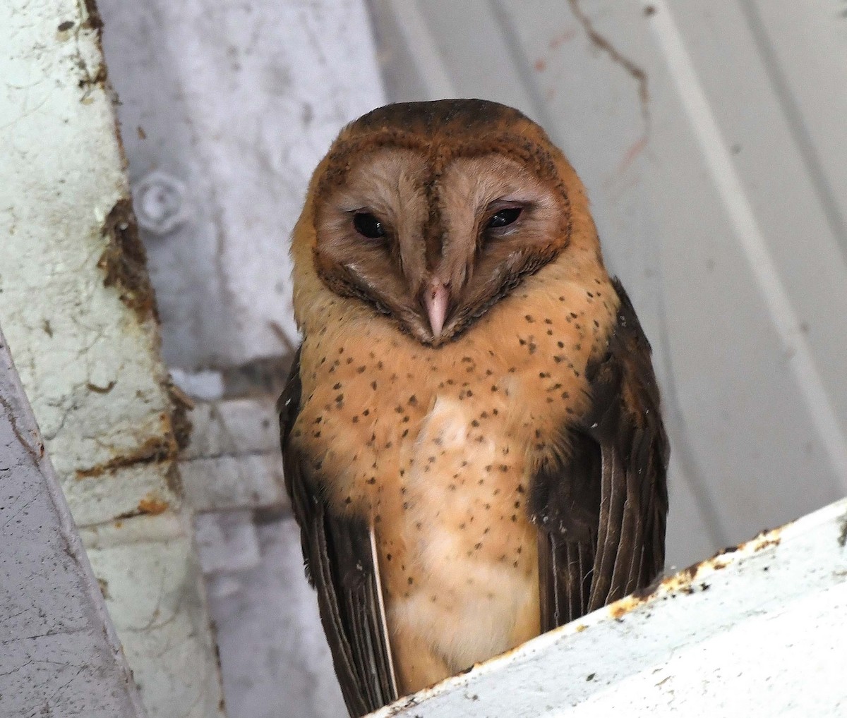 Barn Owl (Lesser Antilles) - Sharon Lynn