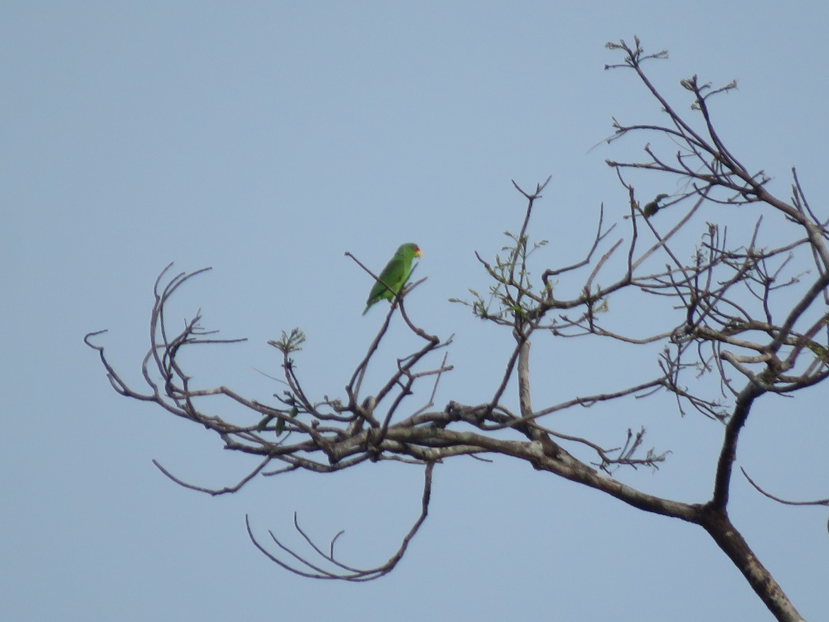 White-fronted Parrot - ML617482671