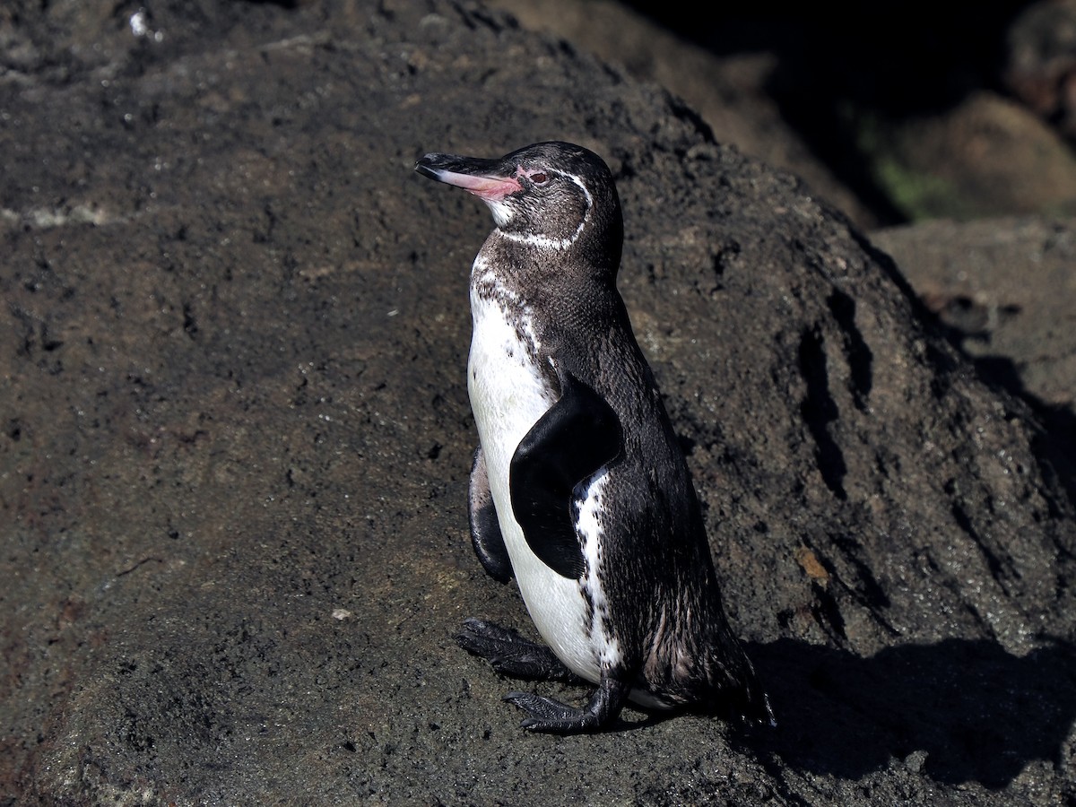 Galapagos Penguin - ML617482678