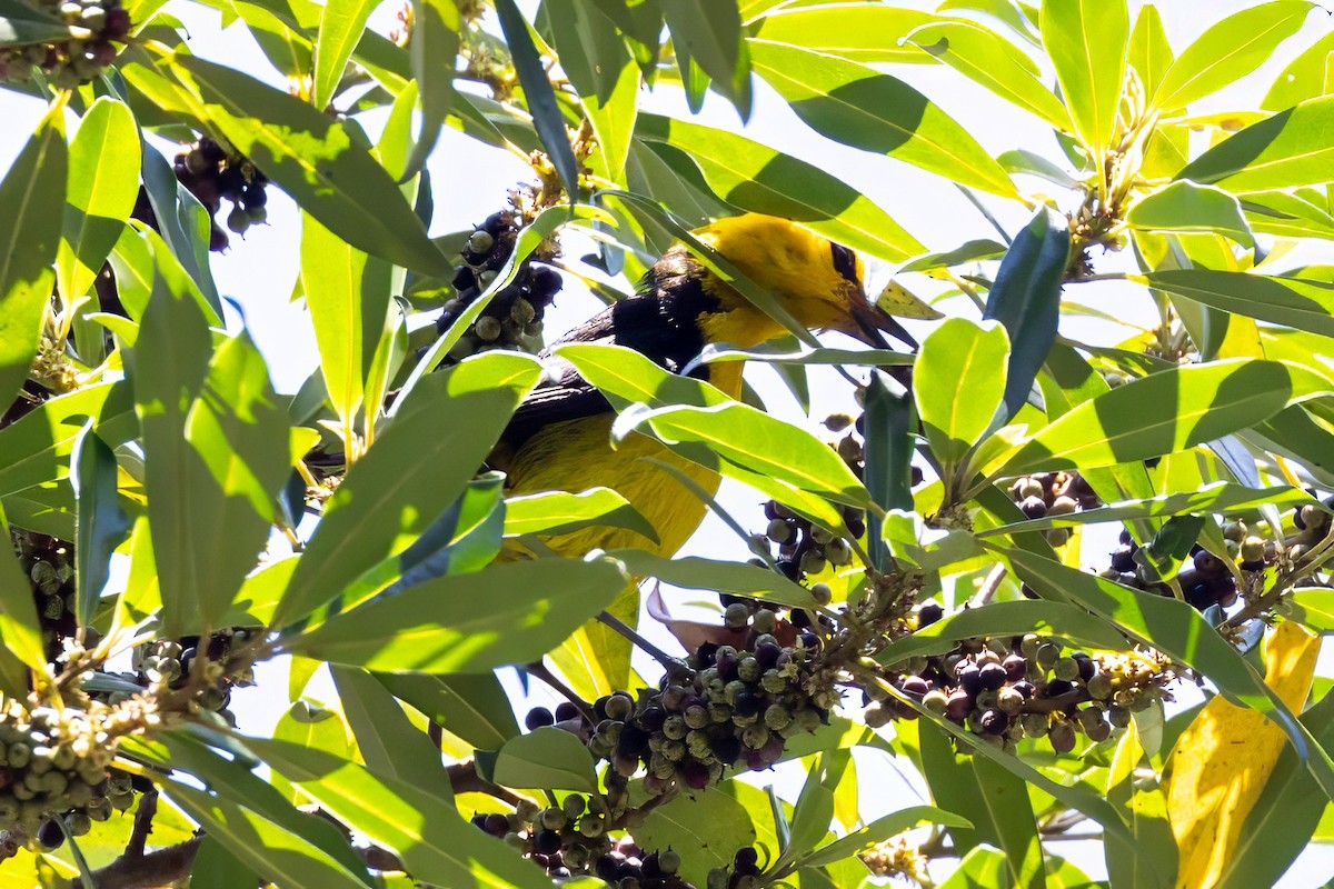 Black-and-yellow Tanager - ML617482710