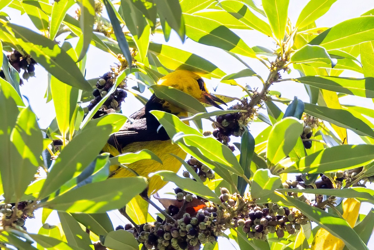 Black-and-yellow Tanager - ML617482714