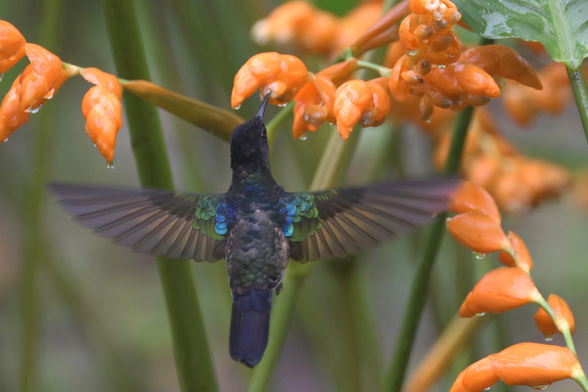 kolibřík hyacintový - ML617482720