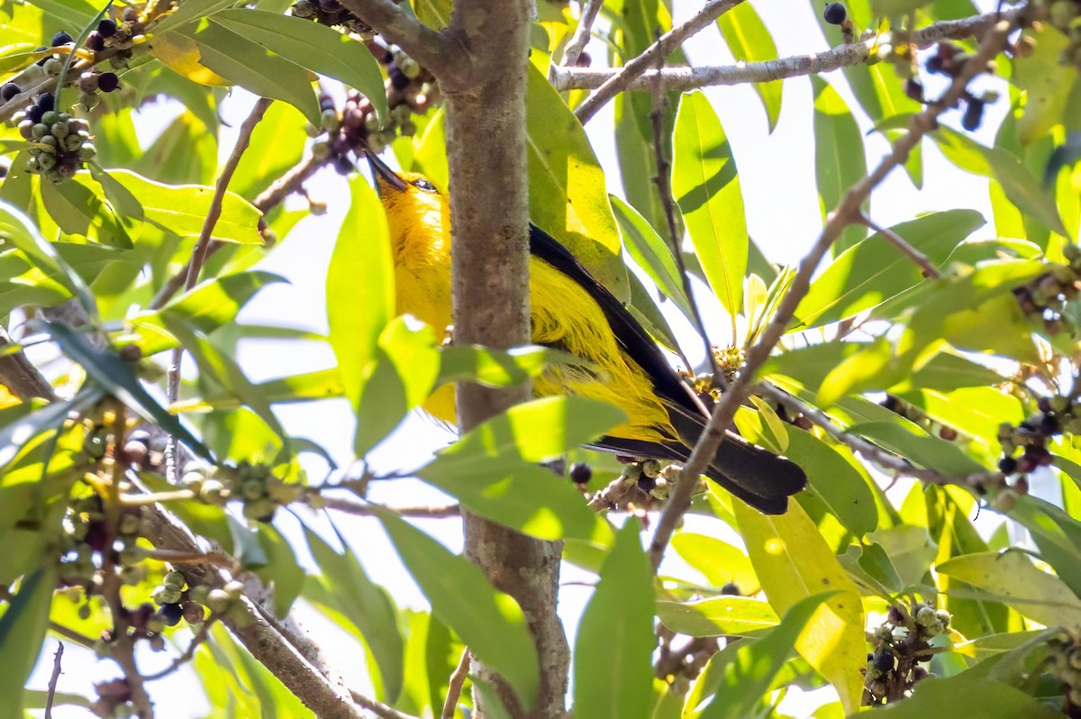 Black-and-yellow Tanager - ML617482721