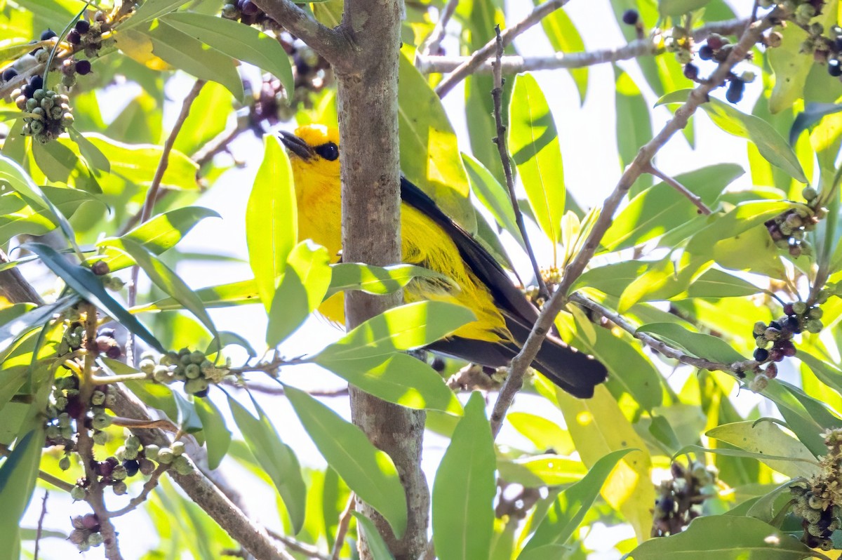Black-and-yellow Tanager - ML617482723