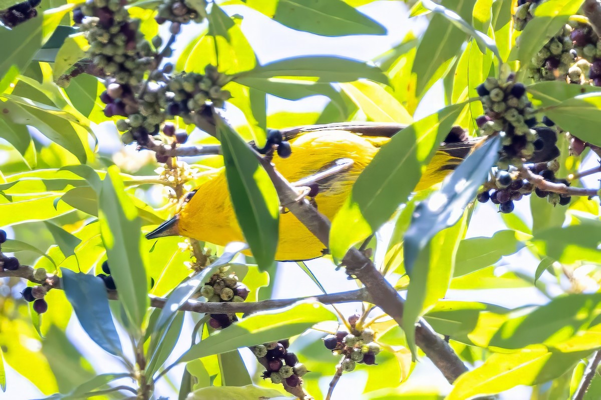 Black-and-yellow Tanager - Sandy & Bob Sipe