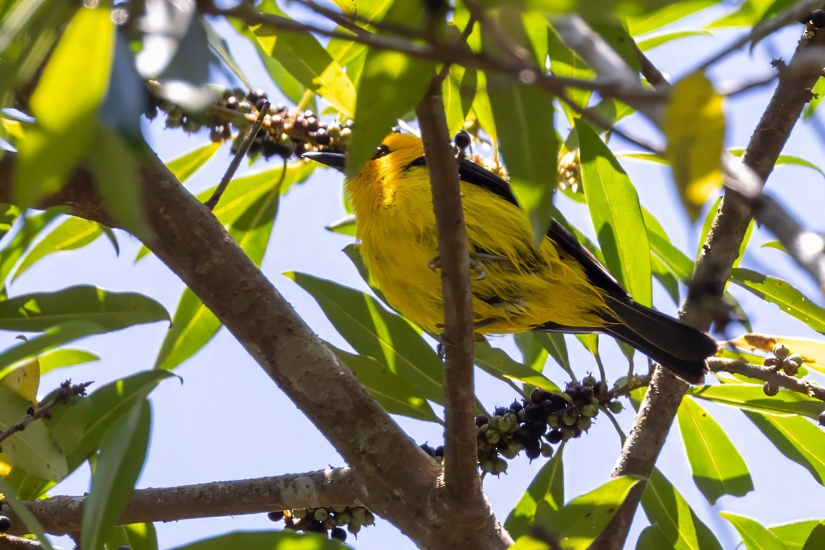 Black-and-yellow Tanager - ML617482731