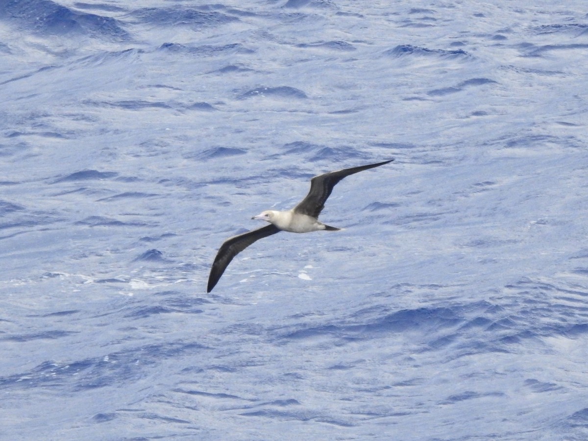 Red-footed Booby - ML617482750
