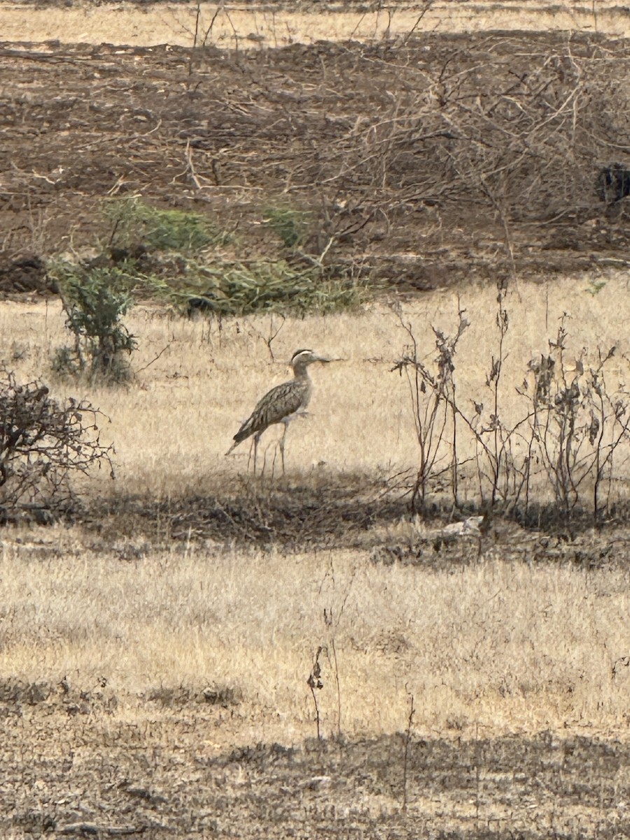 Double-striped Thick-knee - ML617482758