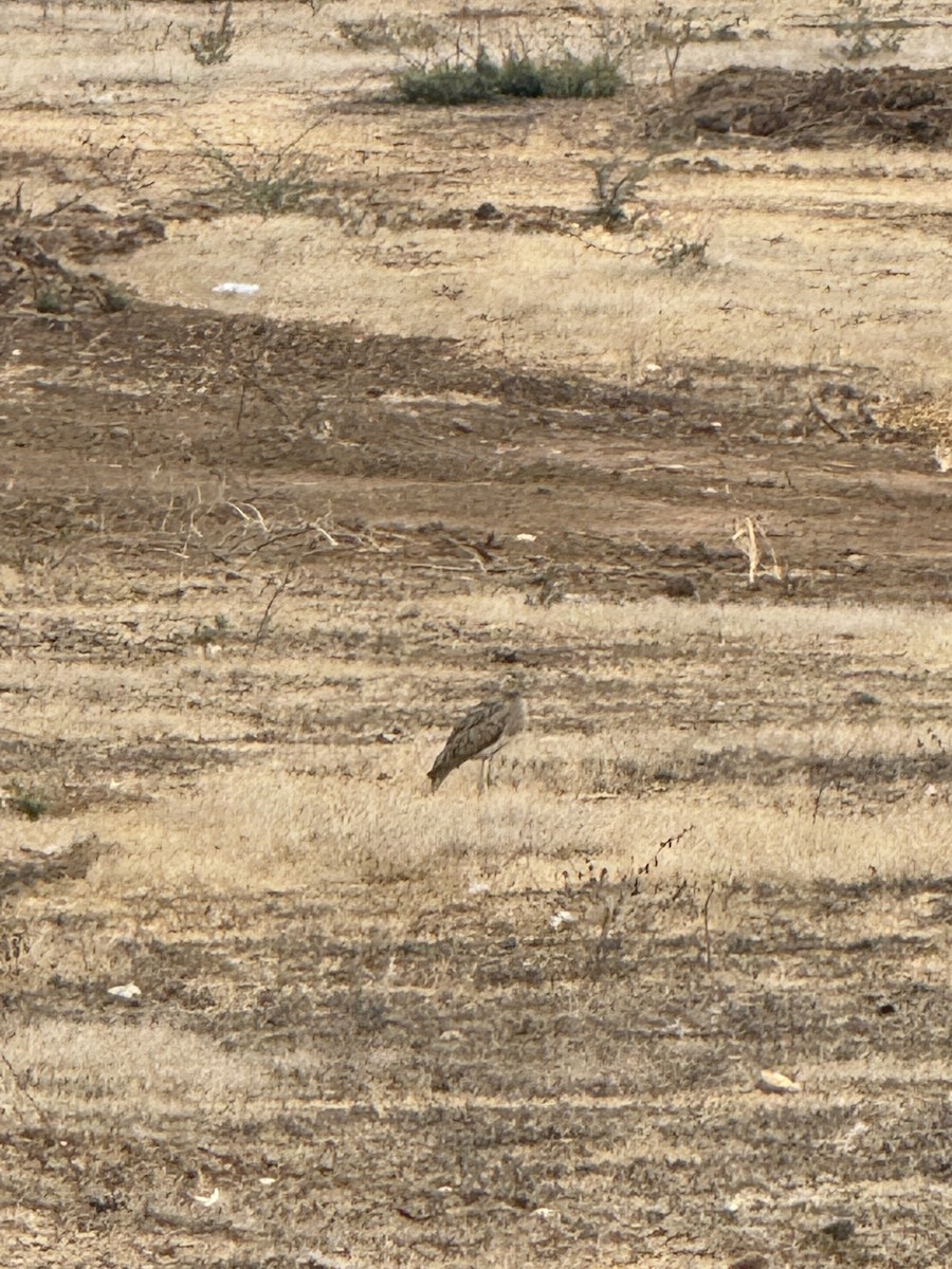 Double-striped Thick-knee - ML617482759