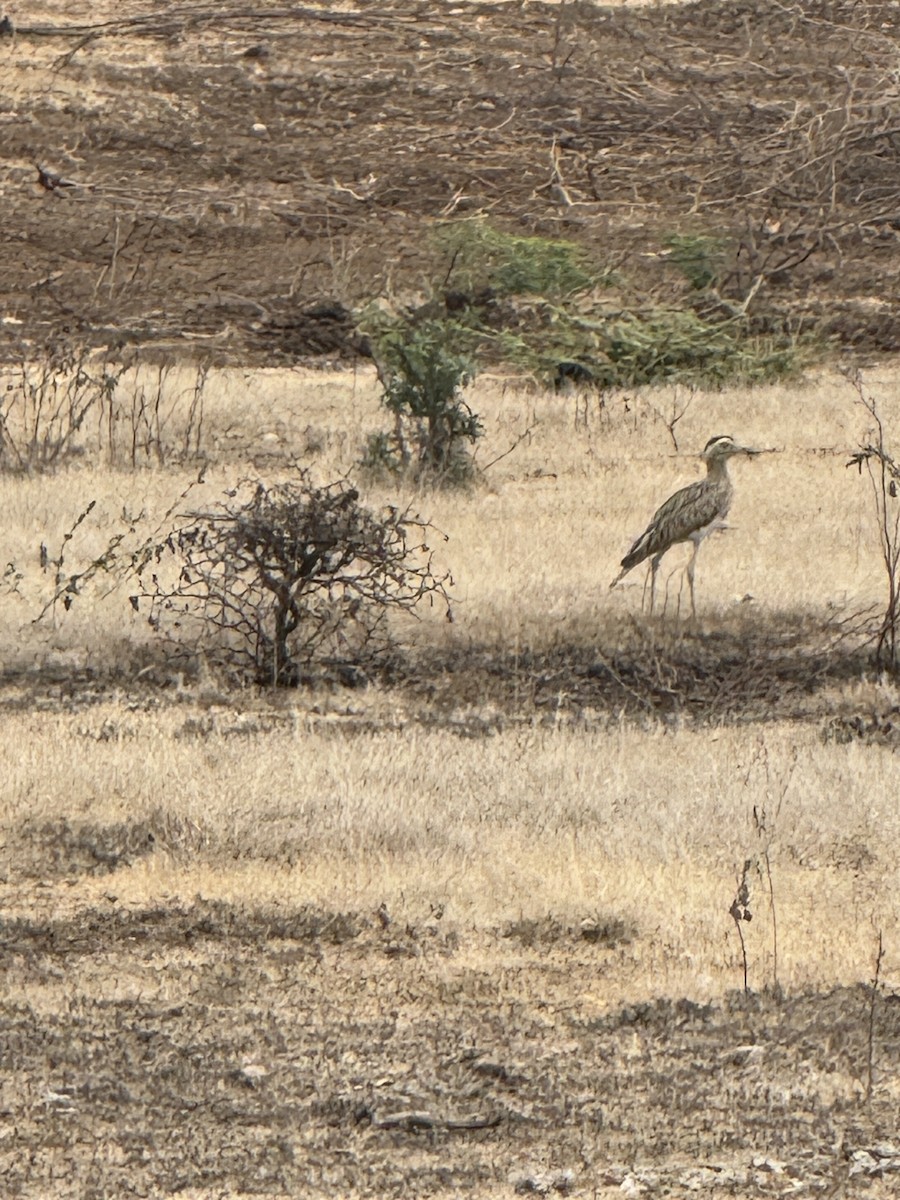 Double-striped Thick-knee - ML617482760