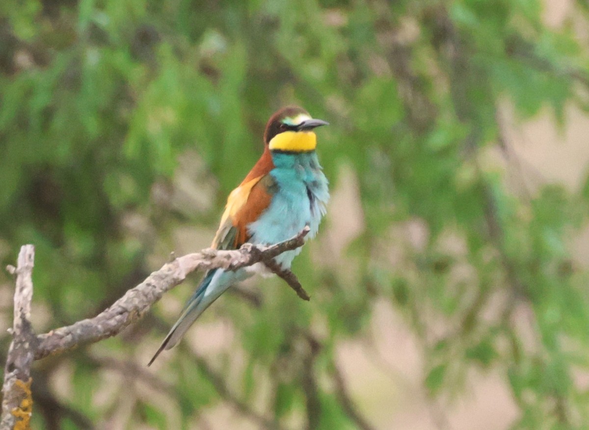 European Bee-eater - ML617482792