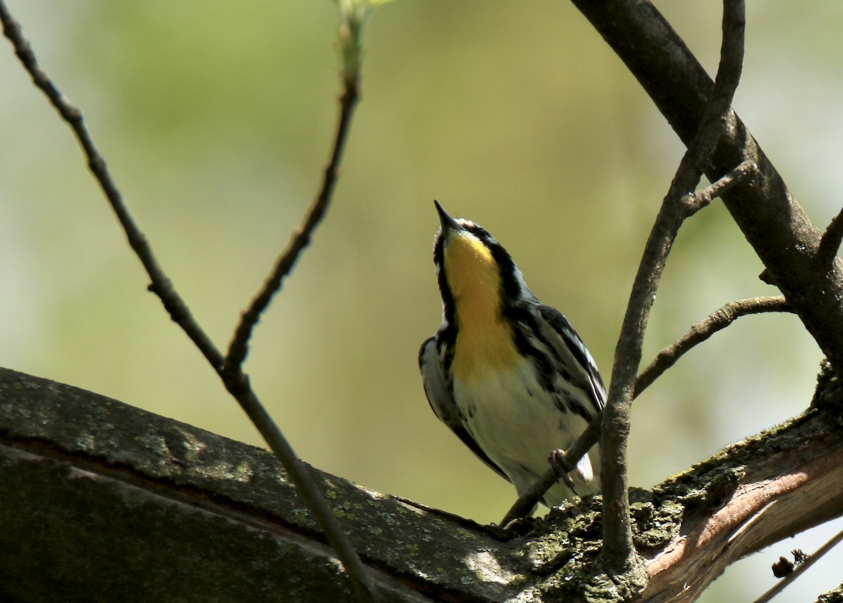 Yellow-throated Warbler - Derek Stoner
