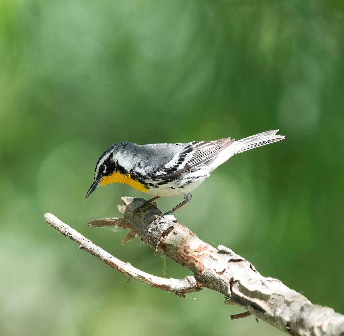Yellow-throated Warbler - ML617482824